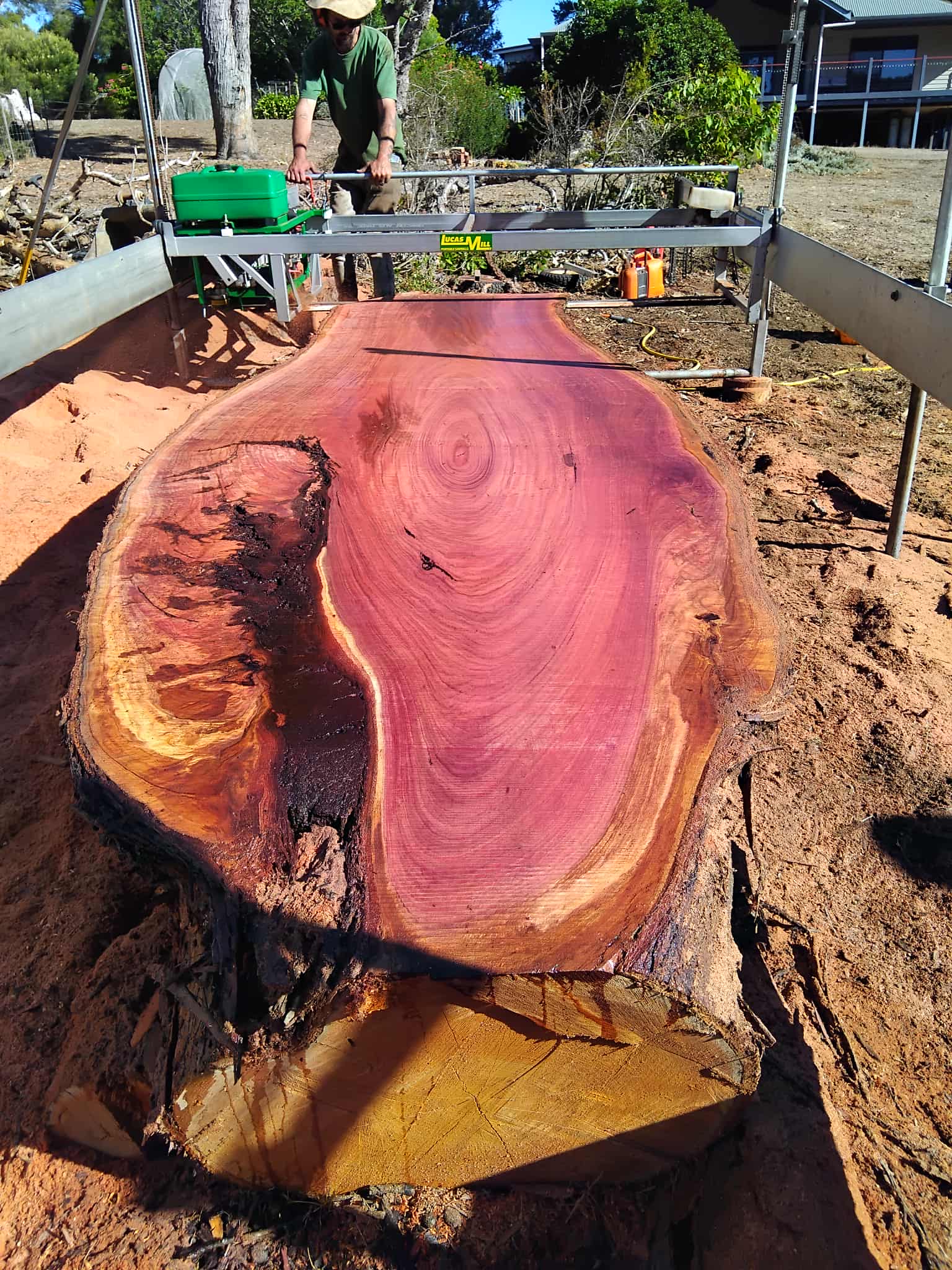 Freshly milled Jarrah slab on a portable sawmill